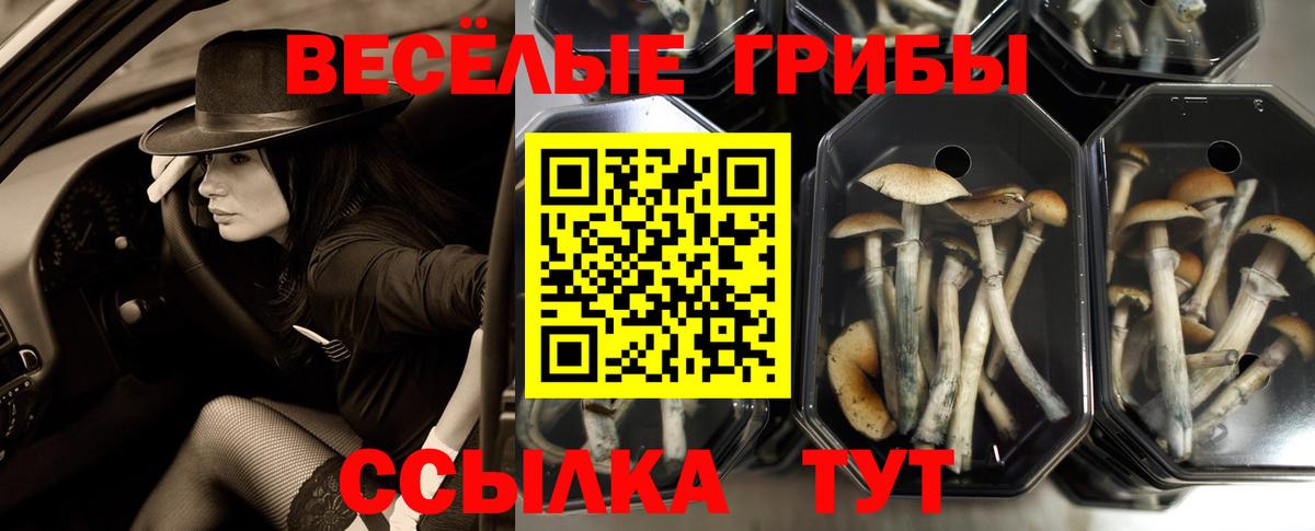 Псилоцибиновые грибы Psilocybine cubensis  Галлюциногенные грибы мицелий  Вход с VPN  Богданович 